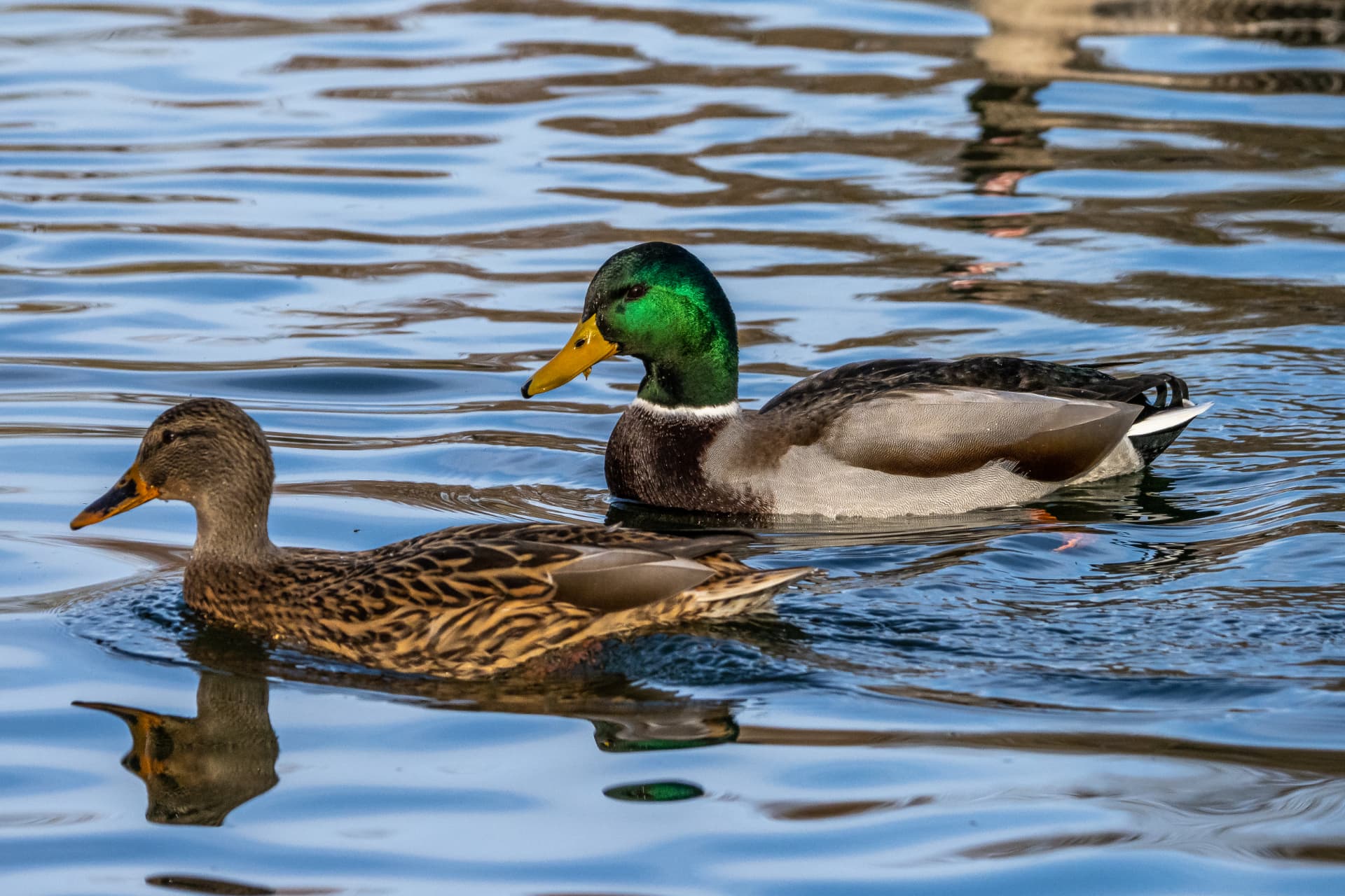 A pair of mallards swimming on open water