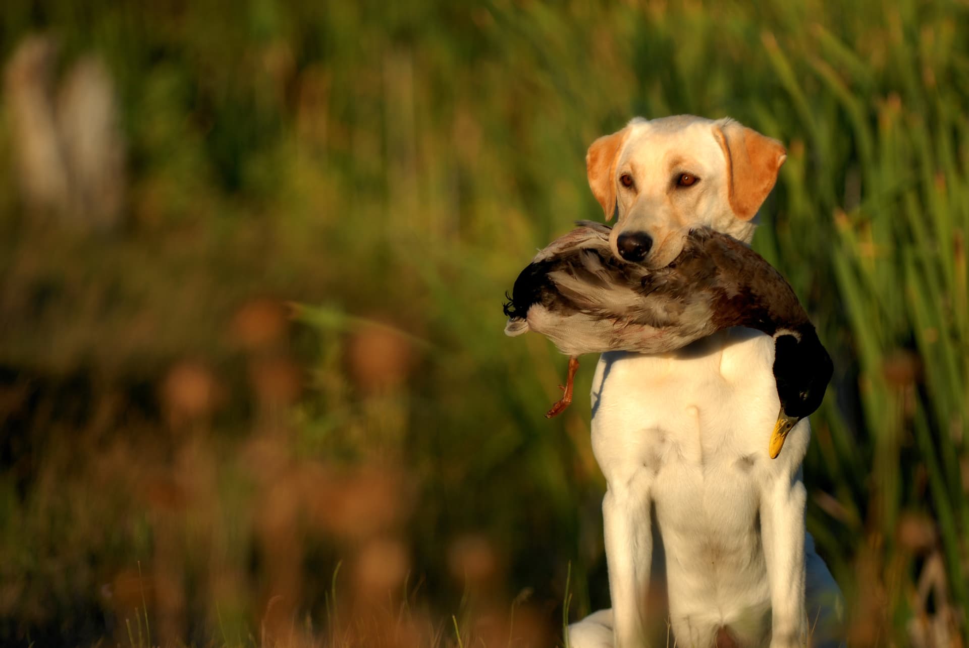 Yellow Labrador retriever delivering a mallard to hand