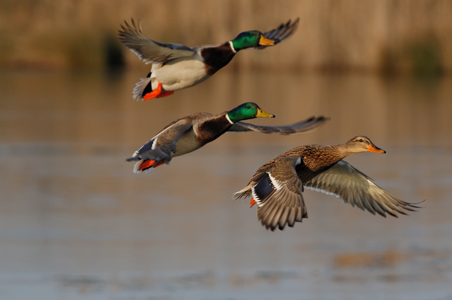 Three mallard ducks in flight over water